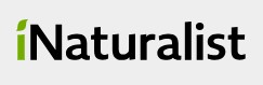 inaturalist.org